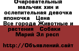 Очаровательный мальчик хин и ослепительная девочка японочка › Цена ­ 16 000 - Все города Животные и растения » Собаки   . Марий Эл респ.